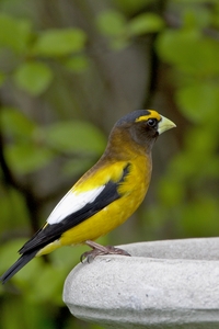 Evening Grosbeak