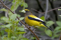 Evening Grosbeak