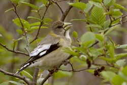 Evening Grosbeak