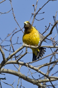 Evening Grosbeak