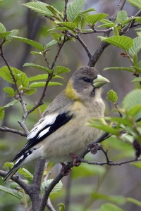 Evening Grosbeak