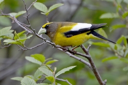 Evening Grosbeak