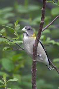 Evening Grosbeak