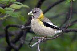 Evening Grosbeak