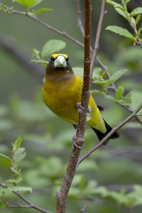 Evening Grosbeak
