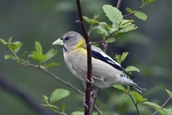 Evening Grosbeak