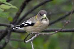 Evening Grosbeak