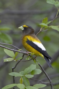 Evening Grosbeak