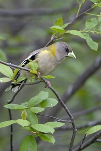 Evening Grosbeak