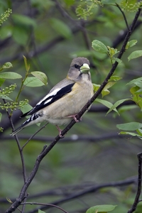 Evening Grosbeak