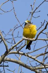 Evening Grosbeak