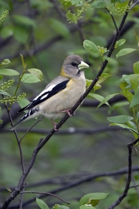 Evening Grosbeak
