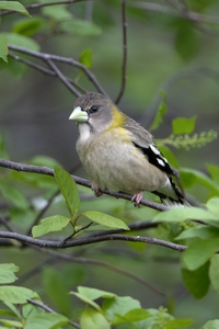 Evening Grosbeak