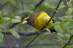 Evening Grosbeak