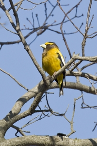 Evening Grosbeak