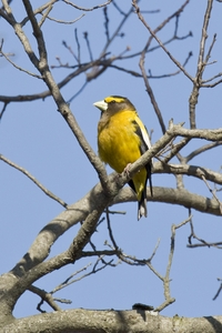 Evening Grosbeak