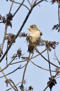 Evening Grosbeak
