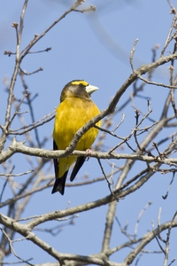 Evening Grosbeak