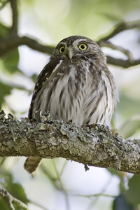 Ferruginous Pygmy-Owl