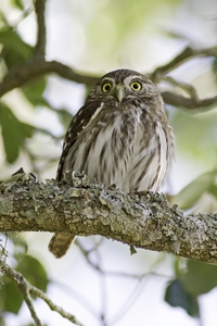 Ferruginous Pygmy-Owl