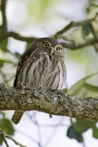 Ferruginous Pygmy-Owl