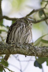 Ferruginous Pygmy-Owl