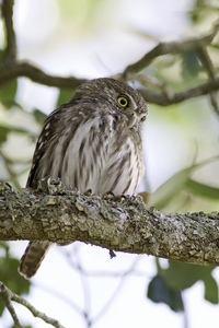 Ferruginous Pygmy-Owl
