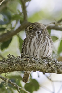 Ferruginous Pygmy-Owl
