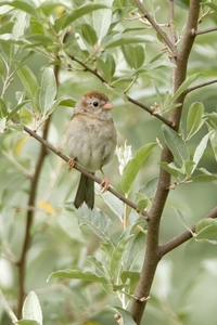 Field Sparrow