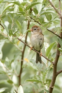 Field Sparrow