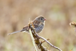 Field Sparrow