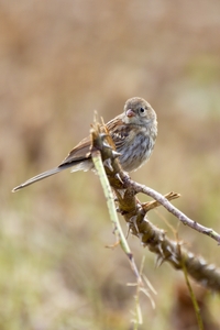 Field Sparrow