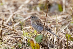 Field Sparrow