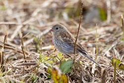 Field Sparrow