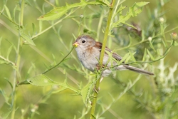 Field Sparrow