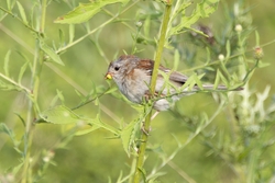 Field Sparrow