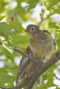 Field Sparrow