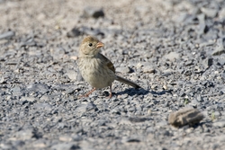 Field Sparrow