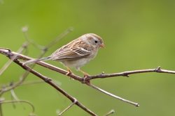 Field Sparrow