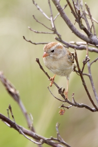 Field Sparrow