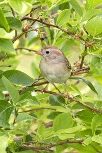 Field Sparrow