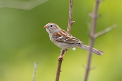 Field Sparrow
