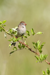 Field Sparrow