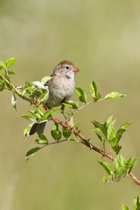 Field Sparrow