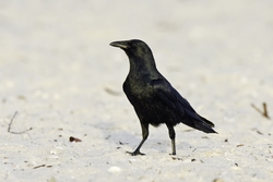 Fish Crow
