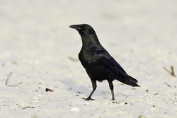 Fish Crow