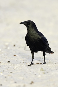 Fish Crow