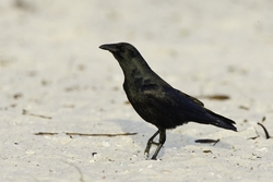 Fish Crow