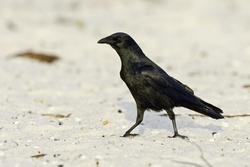Fish Crow