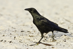Fish Crow